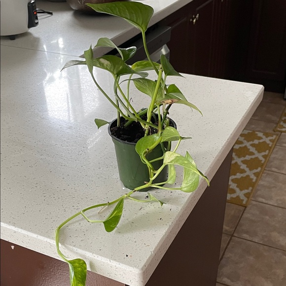 Green Potted Plant - Home Accents Decor - Picture 4 of 4